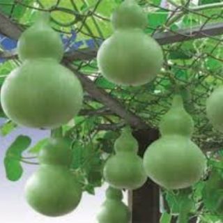 10 hạt Bầu hồ lô cao sản