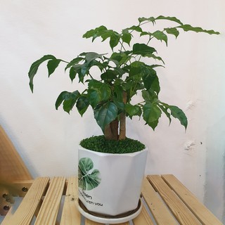Cậy Hạnh Phúc Phong Thủy (𝙂𝙞𝙖𝙤 𝙝𝙖̀𝙣𝙜 𝙨𝙞𝙚̂𝙪 𝙩𝙤̂́𝙘 1𝙝)