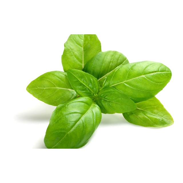 Hạt Giống Húng Tây - 100 HẠT