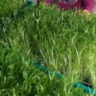 Hạt giống rau muống 30gr