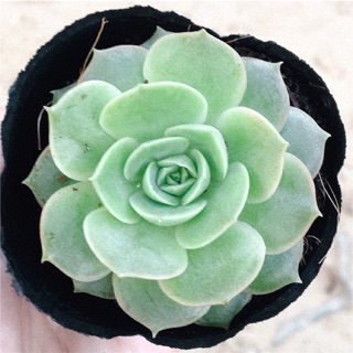 Sen Đá Cẩm Thạch