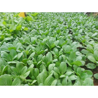 Cải thìa hữu cơ
