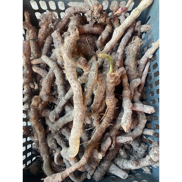 1kg Rễ Tứn khửn tươi - Lai Châu