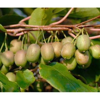 Hạt giống kiwi