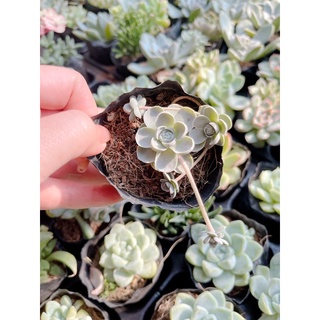 Sen đá dù tròn size bầu 3-5cm xuất vườn đà Lạt