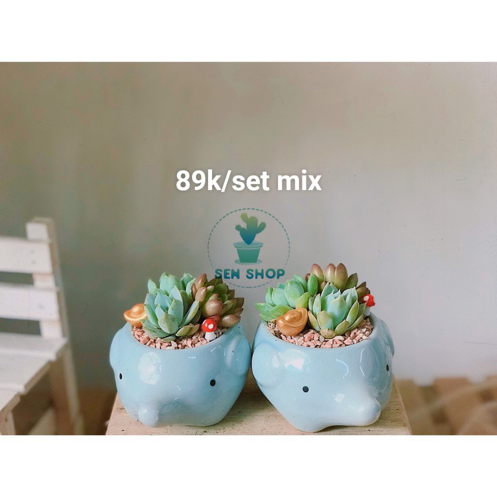 Chậu sen mix tiểu cảnh 26k-99k .