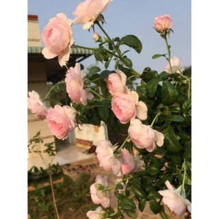 Cây hoa hồng Mon Coeur