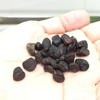 Hạt Dổi 100gr