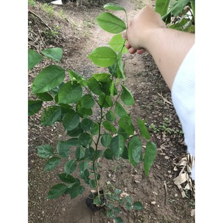 Cây Giống Dáng Hương