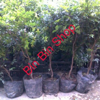 HẠT GIỐNG NHO THÂN GỖ ( 3 hạt )