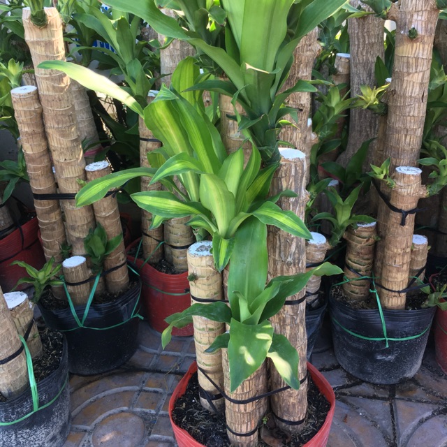 Cây phát tài khúc,thiết mộc Lan