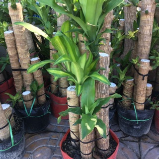 Cây phát tài khúc,thiết mộc Lan