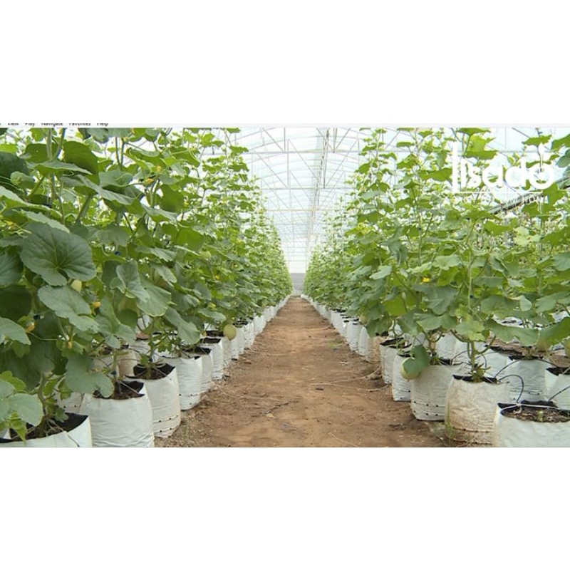 Mancozeb xanh UPL 100g. Bột siêu mịn, tan nhanh. Hàng chính hiệu UPL. Trị vàng lá, sương mai...