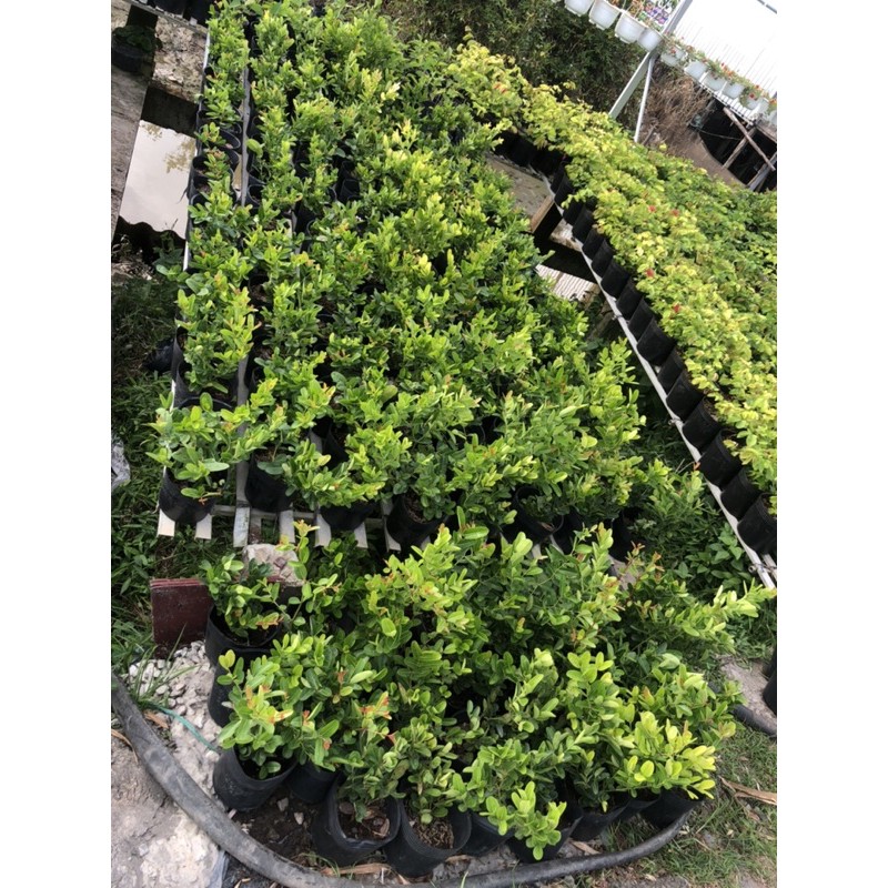 Cây Siro giống siêu trái - size 30-40cm