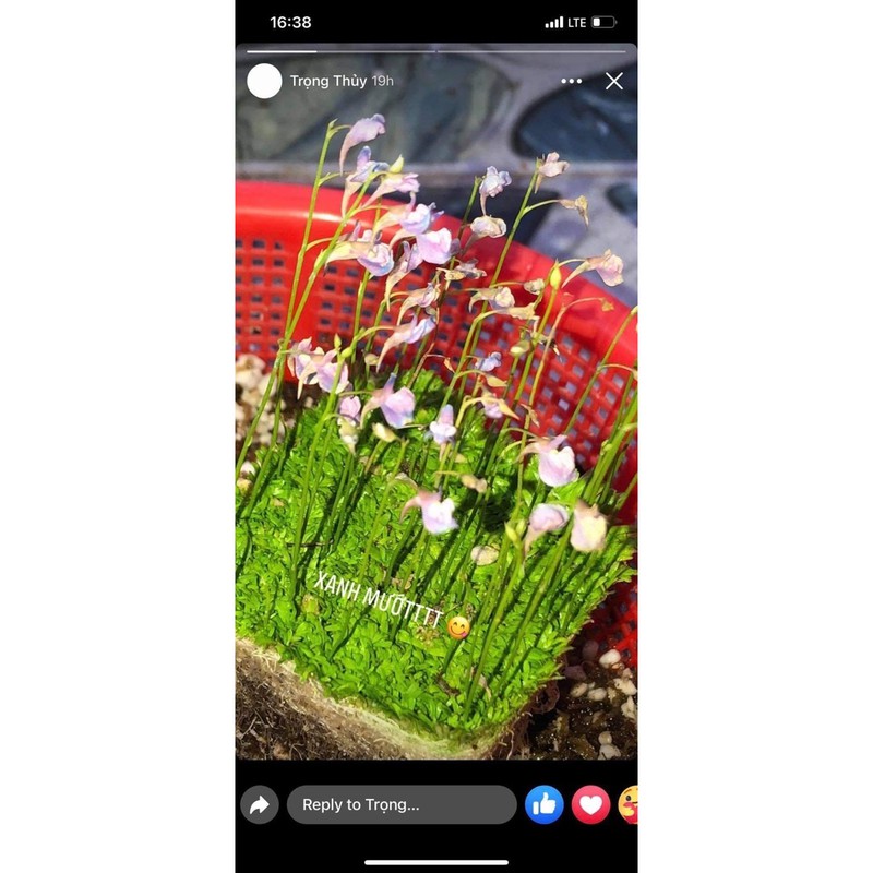 cỏ giấy graminifolia