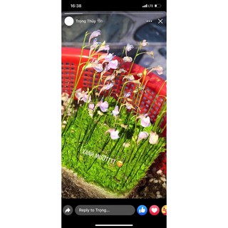 cỏ giấy graminifolia