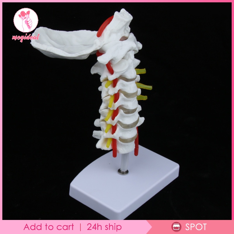 Mô hình giải phẫu cột sống cổ