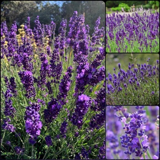 Hạt Giống Hoa Oải Hương 4 mùa/Lavender,Gói 100 Hạt Hoa Oải Hương Giống Khỏe tỉ lệ nảy mầm cao