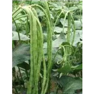 Hạt giống đậu đũa cao sản