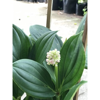 Caykiengsadec Hòn ngọc viễn đông