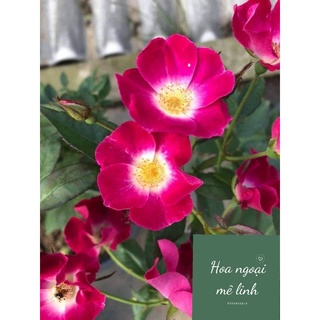 Hoa hồng ngoại SANJITH ROSE bông hoa cánh đơn siêu đẹp -Hoangoaimelinh