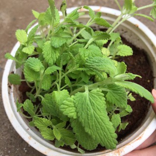 Chậu cây Bạc hà Mèo - Catnip/ Catmint