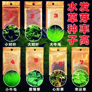 Combo ngưu mao chiên cao , ngưu mao chiên lùn , cỏ love , trân châu mỗi loại 10 gói