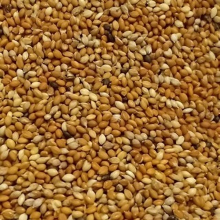 Hạt kê nhỏ Birdy 3 màu 500g