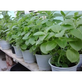 Hạt giống cây húng chanh