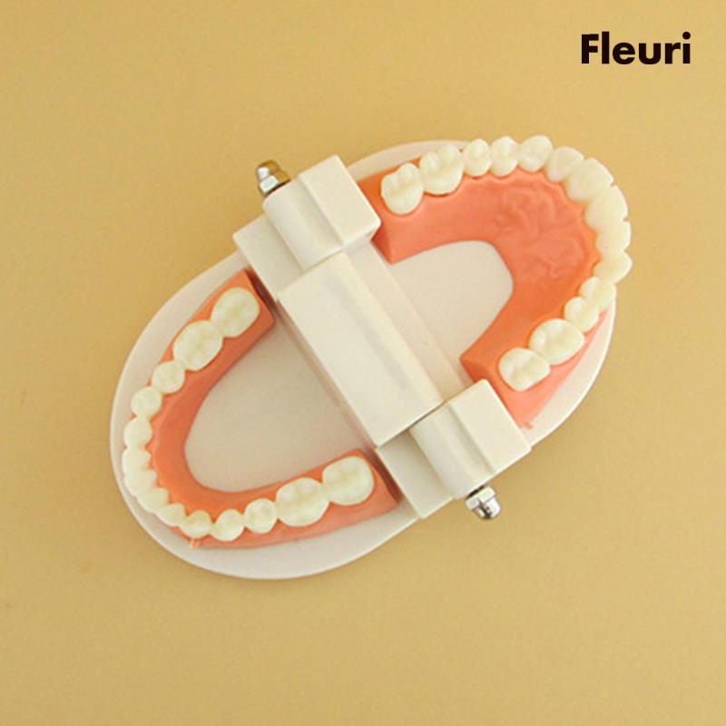 [Fleurir] Mô Hình Răng Đồ Chơi Theo Phương Pháp Montessori Tự Làm Cho Bé Mẫu Giáo