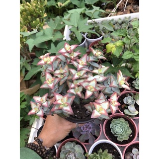 Sen đá Xiên Thịt viền đỏ 17cm