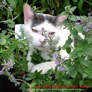 Gói 50 Hạt Giống Cỏ Mèo/ Bạc Hà Mèo Catnip luckyseed hạt siêu rẻ