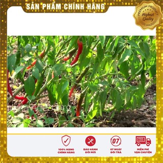 Hạt Giống Ớt Chỉ Địa Thái Lan - 30 hạt
