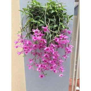 Giả hạc hoa hồng đỏ đảm bảo mặt hoa trọn đời