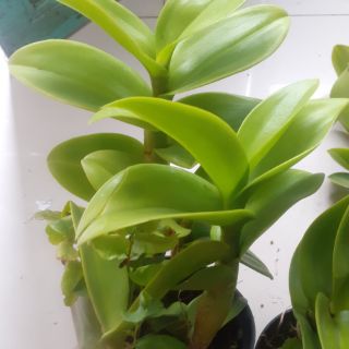 Hoa lan Denro nắng Sampranred