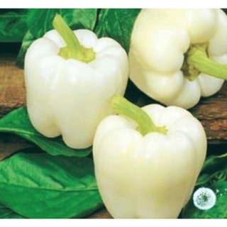 Hạt Giống Ớt Ngọt - Trắng (Capsicum annuum)