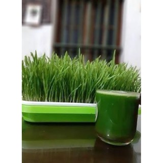 100g bột cỏ lúa mỳ oganic