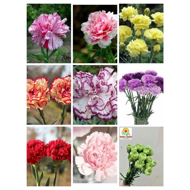 Củ giống hoa phăng nhiều màu sỉ 2k