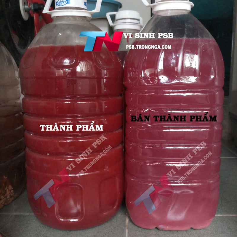 Vi sinh PSB làm trong nước nuôi cá - Vi khuẩn quang hợp