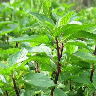 10gram HẠT GIỐNG RAU QUẾ