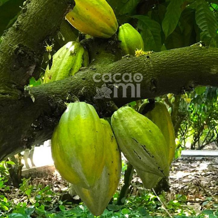 Bột cacao nguyên chất giảm cân 100% tự nhiên CacaoMi Premium tiêu chuẩn UTZ-Túi 500g