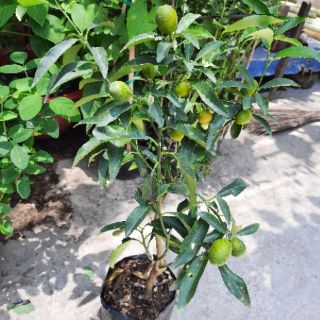 Cây tắc Thái (ngọt lịm)