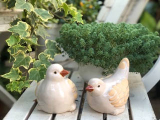 Cặp Chim mãng cầu men (trắng - xanh)