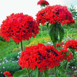 Hạt giống hoa Thu La đỏ (Lychnis Chalcedonica) gói 50 hạt