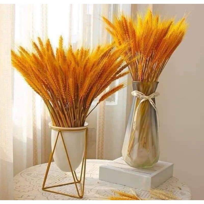 Set 100 bông lúa mạch khô trang trí decor lễ tết mang lại không khí ấm cúng no đủ may mắn lộc khí vào nhà