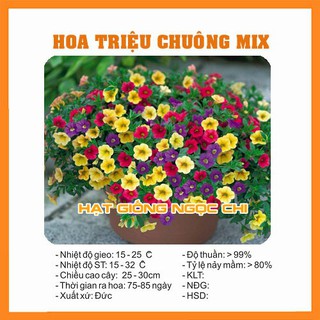 Hạt Giống Hoa Triệu Chuông - 100 Hạt