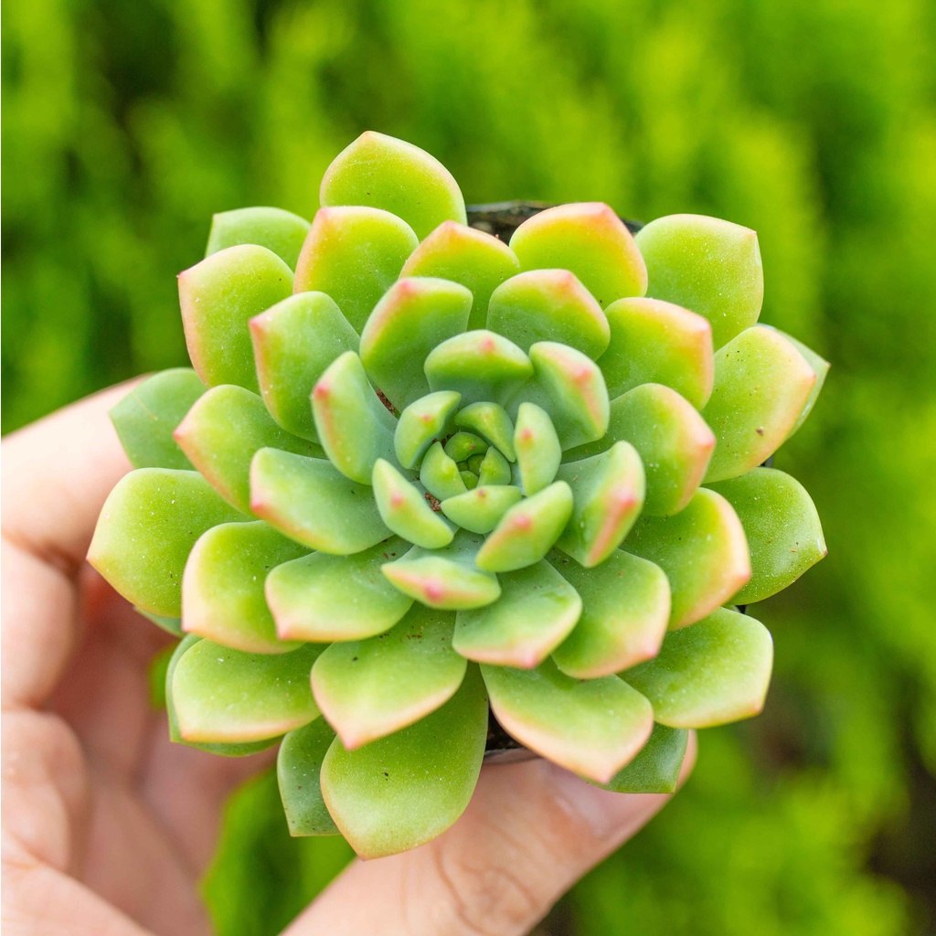 Sen đá mặt trời 5-7cm - Vườn sen đá