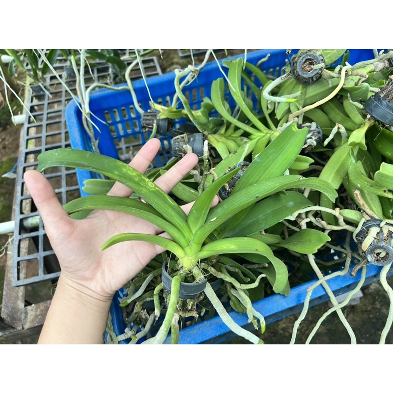 Đai Châu Lá Lỗi Giá Rẽ