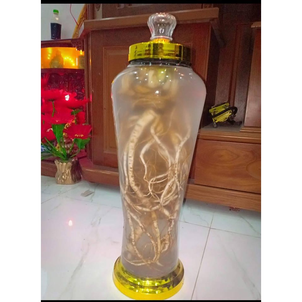 Sâm đương quy tươi nguyên củ (gói 2 củ 1kg) | BigBuy360 - bigbuy360.vn