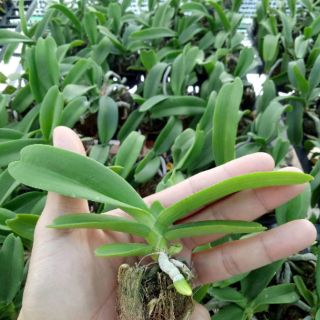 Đai châu giống đủ màu